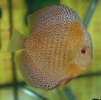 Symphysodon sp. "red spotted"