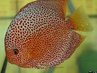 Symphysodon sp. "red spotted"