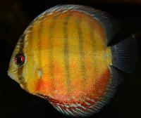Symphysodon aequifasciatus