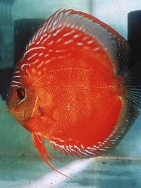 Symphysodon sp. "övriga-marlboro red"