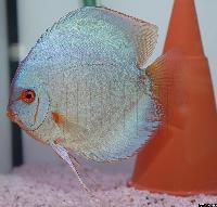 Symphysodon sp. "solid turquoise-cobalt"