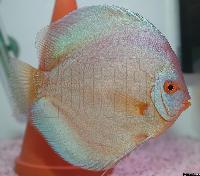 Symphysodon sp. "solid turquoise-blue diamond"