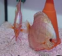 Symphysodon sp. "solid turquoise"