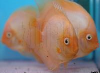 Symphysodon sp. "övriga-ghost"