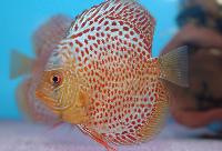 Symphysodon sp. "red spotted-snakeskin leopard"