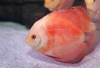 Symphysodon sp. "red-red melon"