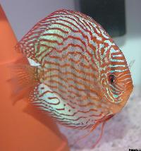 Symphysodon sp. "red turquoise"