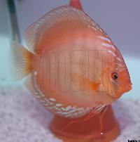 Symphysodon aequifasciatus axelrodi sp. "brown-santa rem"