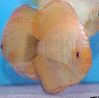 Symphysodon sp. "övriga" - marlboro yellow
