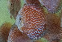 Red pigeon checkerboard diskus