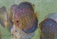 Striped turquoise diskus