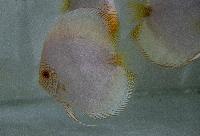 White butterfly diskus