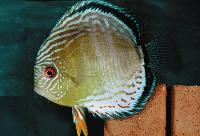 Symphysodon aequifasciatus aequifasciatus, tefe green