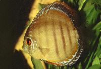 Symphysodon aequifasciatus axelrodi, brown