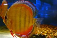 Symphysodon aequifasciatus axelrodi sp. 'brown-red tucuri'