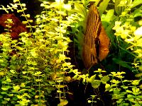 Symphysodon sp.