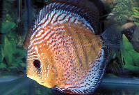 Symphysodon sp. 'red spotted-red spotted green' (nobel red)