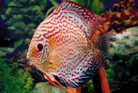 Symphysodon sp. 'red spotted-red spotted green' (jade of aztec)