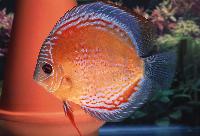 Symphysodon sp. 'red spotted´, red spotted green, jewel of mayans