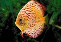 Symphysodon sp. 'red spotted-red spotted green sunset red spot'