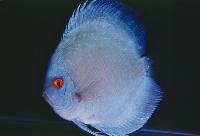 Symphysodon sp. 'solid turquoise-blue diamond'