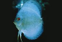 Symphysodon sp. 'solid turquoise hi fin blue diamond'
