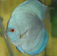 Symphysodon sp. 'solid turquoise', Championatvinnare 2004