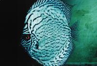 Symphysodon sp. 'striped turquoise', blue turquoise