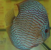 Symphysodon sp. 'striped turquoise´, klassvinnare Champ 2004