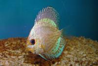 Symphysodon sp. 'striped turquoise-new blue jean'