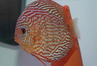 Symphysodon sp. 'striped turquoise-red scribbelt'
