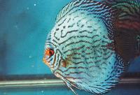 Symphysodon sp. 'striped turquoise', striped blue turquoise