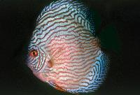 Symphysodon sp. 'striped turquoise-striped red turquoise'