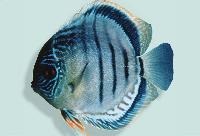 Symphysodon sp. 'övriga-blue striated powder blue'