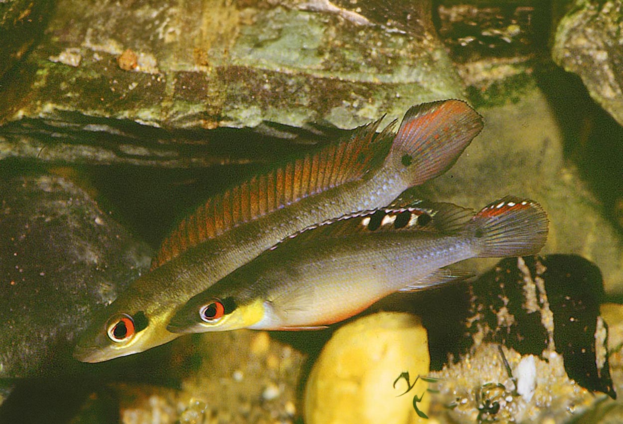Crenicichla regani