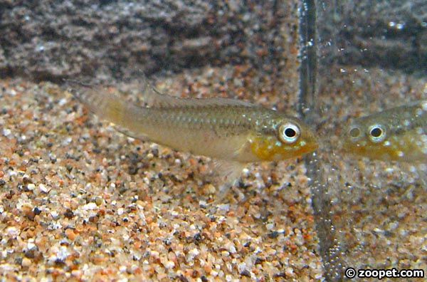 Apistogramma sp. "blutkehl"