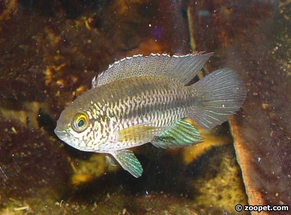 Nannacara anomala