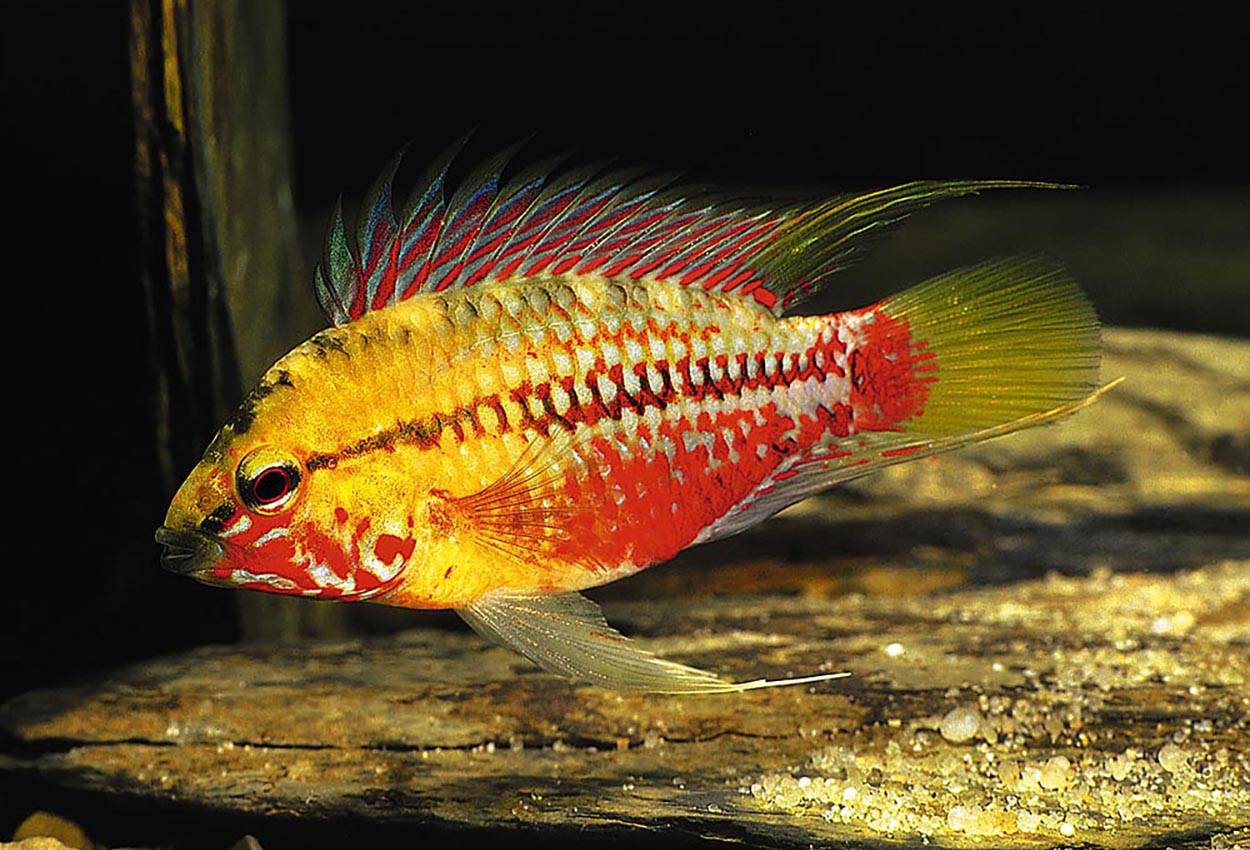 Apistogramma hongsloi