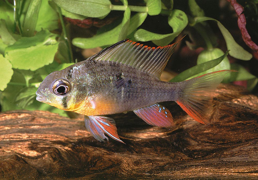 Mikrogeophagus altispinosus