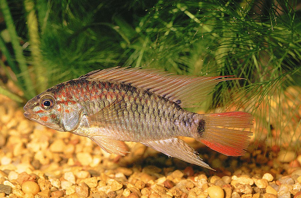Apistogramma viejita
