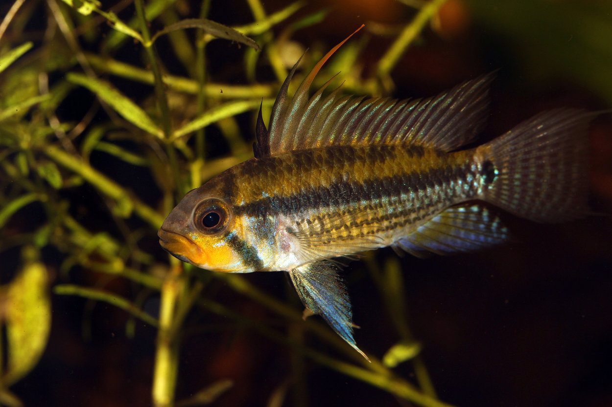 Apistogramma allpahuayo