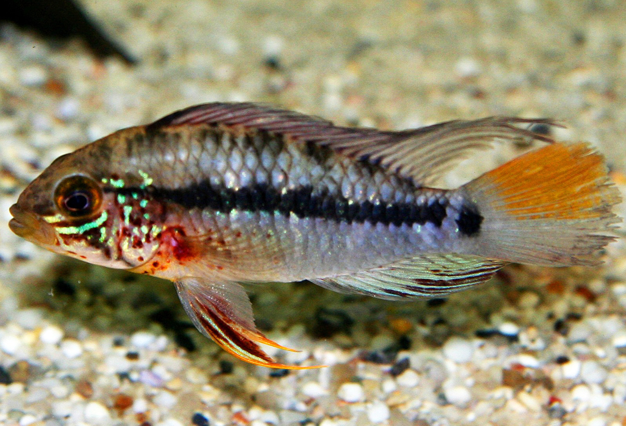 Apistogramma cinilabra