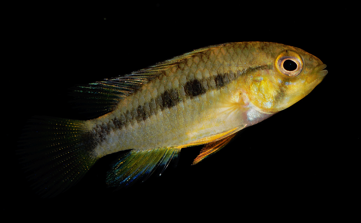 Apistogramma cf. ortegai
