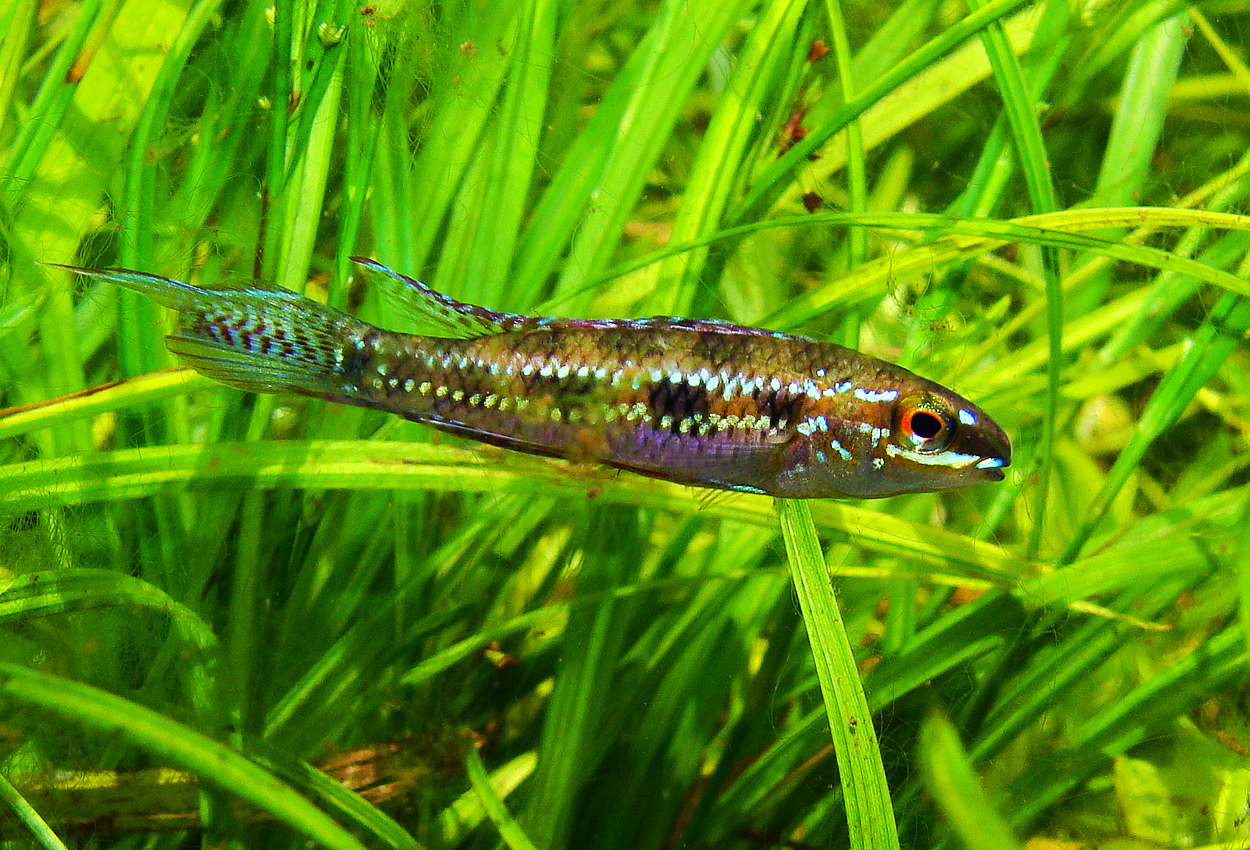 Dicrossus gladicauda