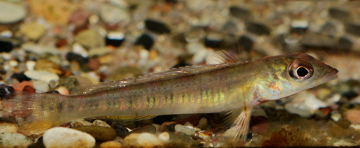 Teleocichla prionogenys