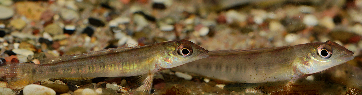 Teleocichla prionogenys
