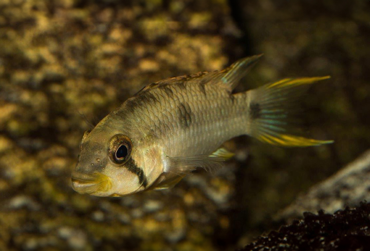 Apistogramma pantalone