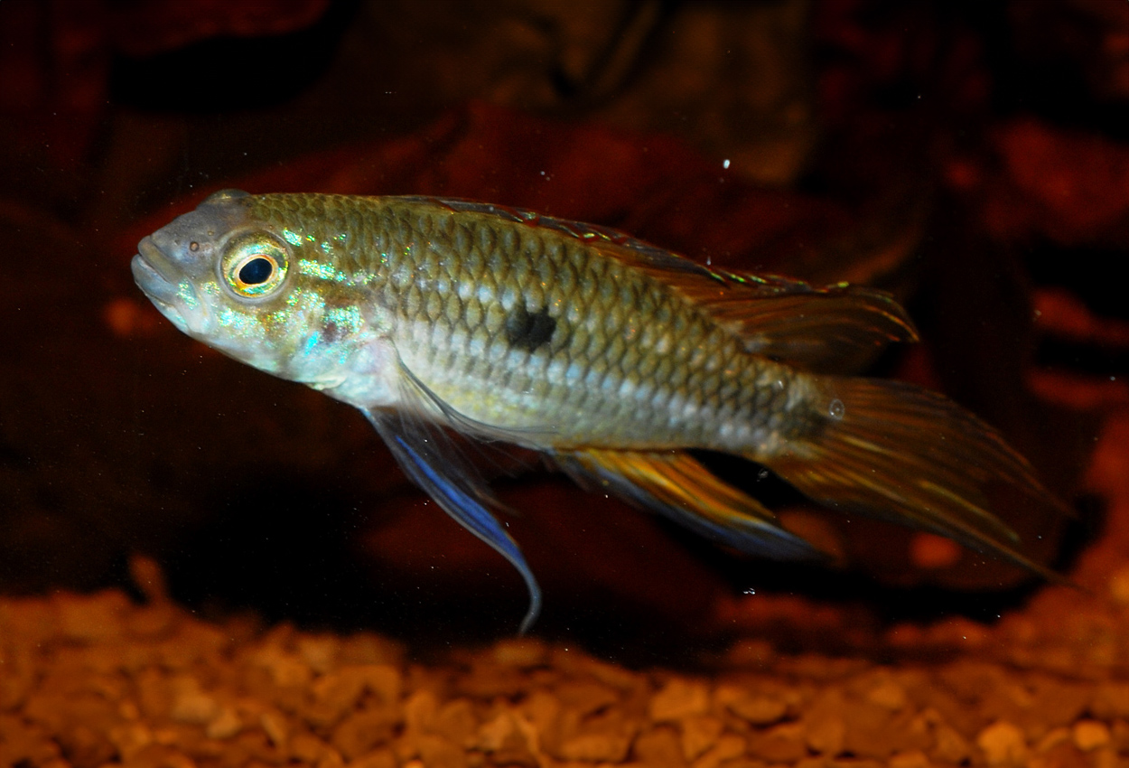 Apistogramma mendezi