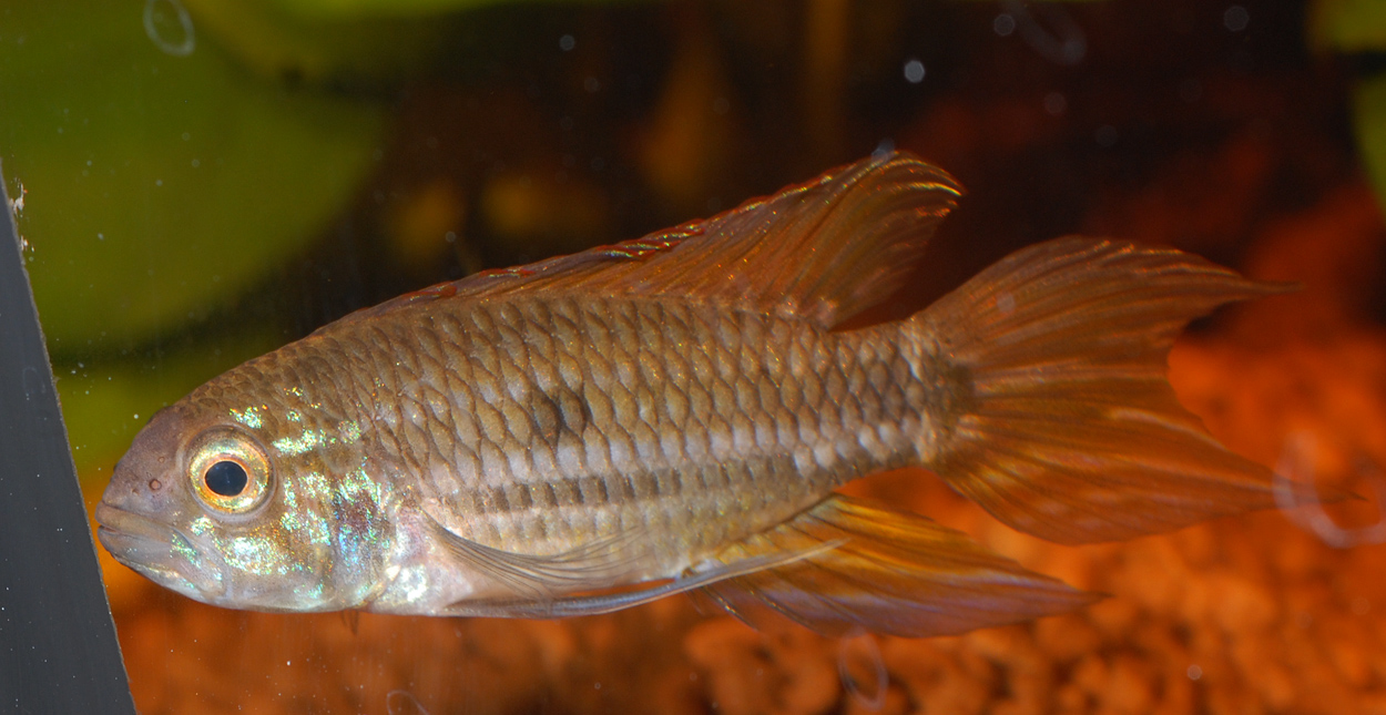 Apistogramma mendezi