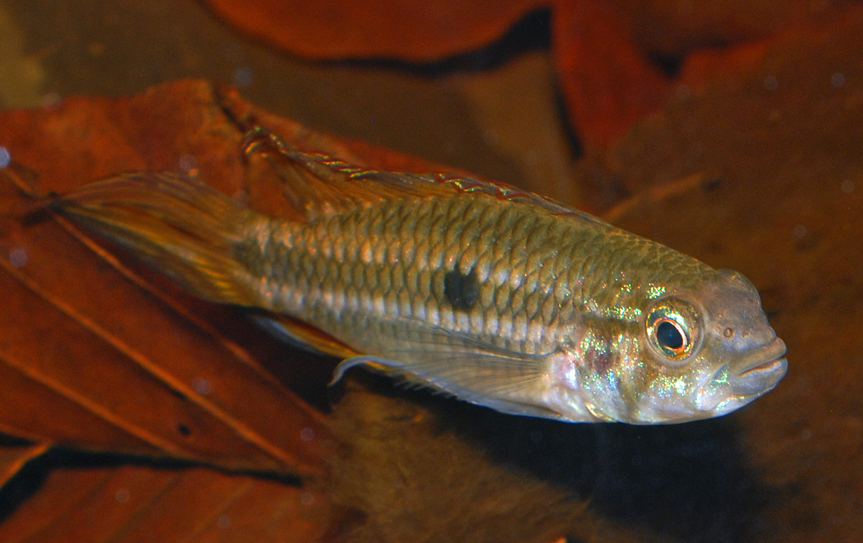 Apistogramma mendezi
